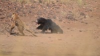 Duel sengit itu berlangsung sekitar 15 menit. Induk beruang itu berhasil mengusir sang harimau.