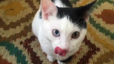 Gemas! Hewan Ini Idap Heterochromia, Punya Dua Warna Mata Berbeda (2)
