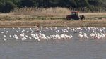 Potret Kawanan Flamingo Cari Makan di Spanyol