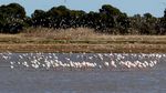 Potret Kawanan Flamingo Cari Makan di Spanyol
