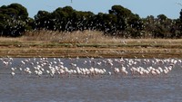 Tepatnya mereka ada di Albufera Natural Park