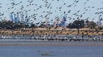 Potret Kawanan Flamingo Cari Makan di Spanyol