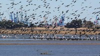 Burung camar ikut menemani flamingo ini mencari makan.