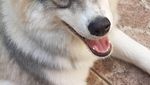 Gemas! Hewan Ini Idap Heterochromia, Punya Dua Warna Mata Berbeda