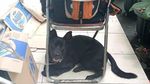 Foto: Obey, Anjing yang Setia Temani Ian Bule Luntang-lantung