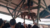 Harimau itu lantas dikuliti warga. Bagian bangkai yang hilang adalah kulit bagian dahi dan muka, kulit, dan kuku kedua kaki belakang, serta kulit ekor. (resi erlangga)