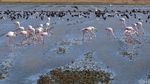 Potret Kawanan Flamingo Cari Makan di Spanyol