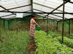 Obat Herbal Made In Kampung Brenjonk Jadi Langganan Pejabat