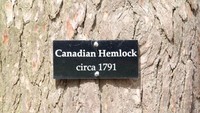 Pohon yang tumbang berjenis Hemlock Kanada (Foto: Dok. George Washingtons Mount Vermon)