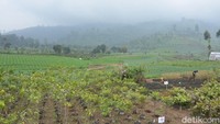 Pohon-pohon yang sudah ditanam ini kelak akan membuat hulu sungai Citarum makin hijau. Foto: Istimewa