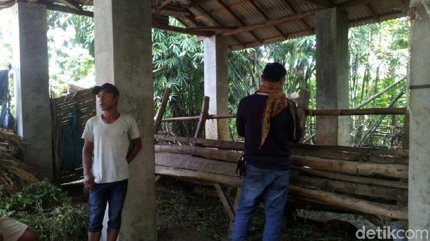 Enam Sapi Milik Warga Jember Keracunan, Satu mati