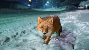 Karya Mengagumkan Finalis Sony World Photography Award 2018