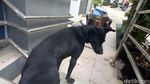 Foto: Obey, Anjing yang Setia Temani Ian Bule Luntang-lantung