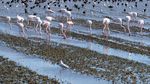 Potret Kawanan Flamingo Cari Makan di Spanyol