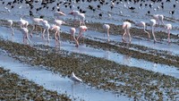 Kawanan flamingo ini sedang mencari makan
