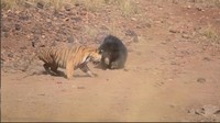 Sang harimau berhasil lolos dari induk beruang. Dia tak menyerah dan mencoba melawan.