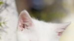 Gemas! Hewan Ini Idap Heterochromia, Punya Dua Warna Mata Berbeda