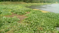 Situ Cisanti dikenal sebagai KM 0 Sungai Citarum. Namun, kondisinya selama ini memprihatinkan. Danau dipenuhi enceng gondok hingga ganggang merah