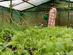 Berkah Kampung Brenjonk, Pendapatan Warga Naik Rp 800 Ribu/Bulan