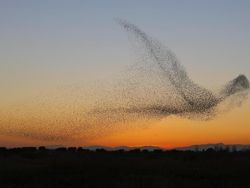 Bangga! Karya Fotografer Indonesia Jadi Finalis Kontes Dunia
