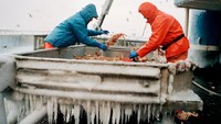 Inilah kebahagiaan saat kepiting raja Alaska berhasil ditangkap. Selanjutnya nelayan harus menyortir ukuran atau berat kepiting. Jika tak sesuai ukuran, harus dikembalikan ke laut. Foto: Corey Arnold