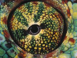 Terhipnotis Potret Keren Mata Hewan dari Jarak Dekat