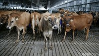 PT Greenfields Indonesia menginvestasikan Rp 612 miliar untuk pembangunan peternakan ini.