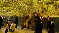 Kawasan yang dibuat seperti hutan hujan (Kurnia/detikTravel)