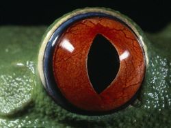 Terhipnotis Potret Keren Mata Hewan dari Jarak Dekat