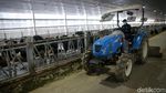Melihat Peternakan Sapi Perah Terbesar di Indonesia