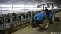 Pekerja mengecek sapi perah di Peternakan Greenfields Farm 2.