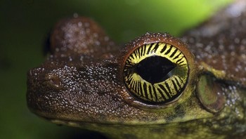 Karya foto yang paling mengesankan adalah ketika ia mengabadikan secara close-up bagian mata hewan-hewan tersebut. (Foto: Daniel Heuclin)