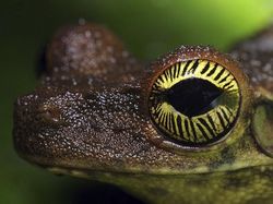 Terhipnotis Potret Keren Mata Hewan dari Jarak Dekat