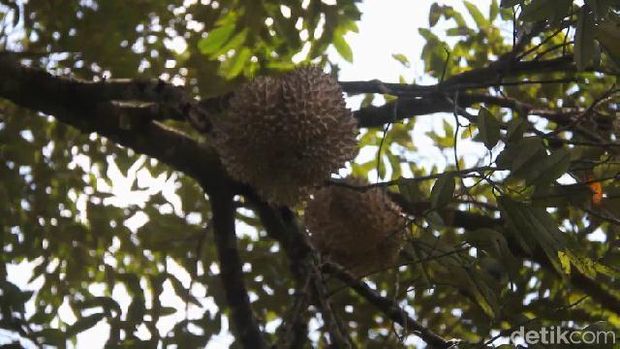 Kebun buah durian di Desa Rajawetan, Brebes.