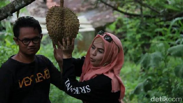 Kebun buah durian di Desa Rajawetan, Brebes.