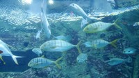 Istanbul Aquarium dapat dikunjungi setiap hari (Kurnia/detikTravel)