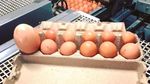 Foto: Bikin Bingung Pakar! Ada Telur Berisi Telur di Australia