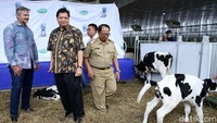 Menteri Perindustrian Airlangga Hartanto meninjau sapi-sapi perah di peternakan tersebut.