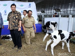 Menperin Resmikan Peternakan Sapi Perah Terbesar di Indonesia