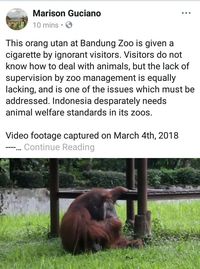 Miris, Pengunjung Lempar Rokok ke Orang Utan di Bunbin Bandung