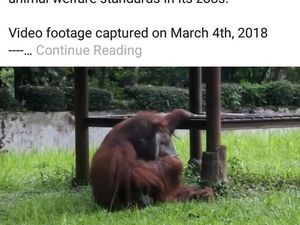 Orang Utan Merokok, Profauna Jabar: Momentum Konservasi Satwa