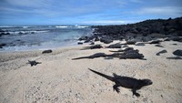 Melindungi habitat alami paling terkenal di dunia, Kepulauan Galapagos adalah tugas berat bagi pemerintah Ekuador. Kini ada aturan baru pembatasan pengunjung di Kepulauan Galapagos, yakni terbatas pada situs tertentu dan jalur yang ditandai saja (CNN Travel)