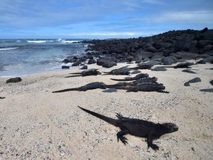 Galapagos Kembali Dibuka untuk Wisatawan