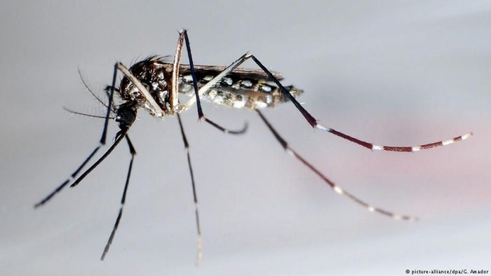 Singapura Gelar Perang Unik Cegah Wabah Demam Berdarah Dengue