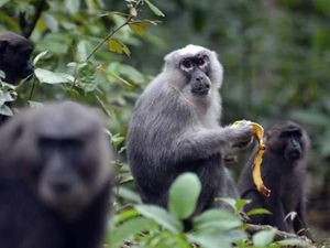 Legenda Kera dari Maros dan Kisah Kecantikan Sumber Malapetaka
