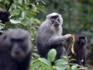 Legenda Kera dari Maros dan Kisah Kecantikan Sumber Malapetaka