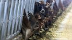 Melihat Peternakan Sapi Perah Terbesar di Indonesia