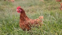 Pakar unggas, Profesor Associate Raf Freire dari fakultas kedokteran hewan di Charles Sturt University, mengaku belum pernah melihat telur dalam kondisi seperti ini sebelumnya. Meski menurutnya ganjil, telur ayam ini tetap aman untuk dimakan. Foto: Facebook/Stockmans Eggs