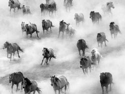 Bangga! Karya Fotografer Indonesia Jadi Finalis Kontes Dunia