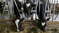 PT Greenfields Indonesia mengklaim peternakan kedua ini ramah lingkungan lantaran menggunakan pembangkit listrik bertenaga biogas, purifikasi, daur ulang limbah, dan daur ulang pasir untuk alas tidur sapi perah.